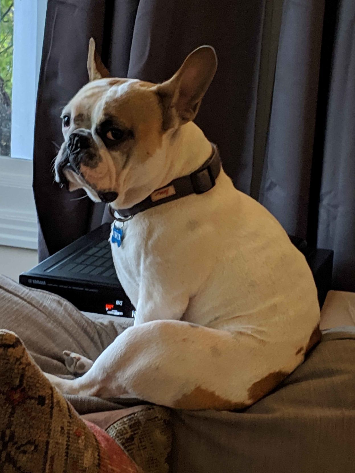Pic of the Litter: Winston